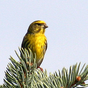 European Serin